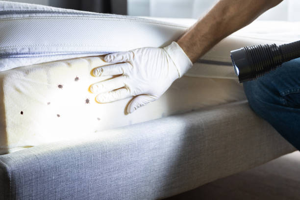 Best Affordable Pest Control Services  in Forest City, IA